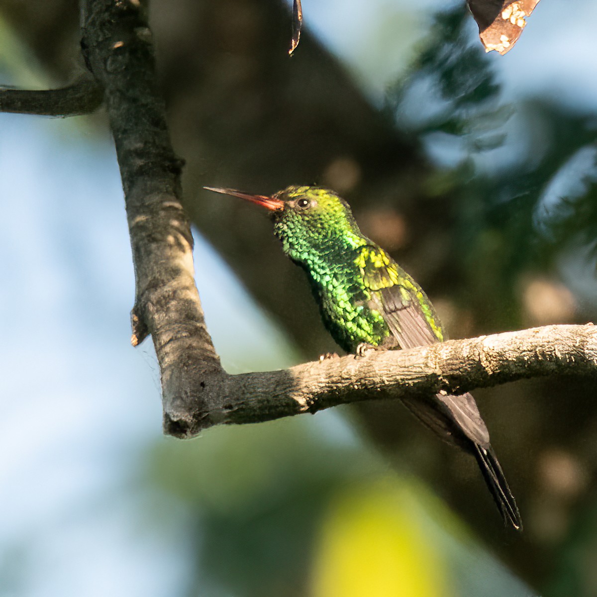 Cozumel Emerald - ML627623932