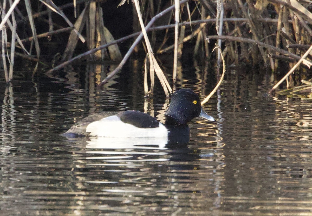 Ring-necked Duck - ML627623984