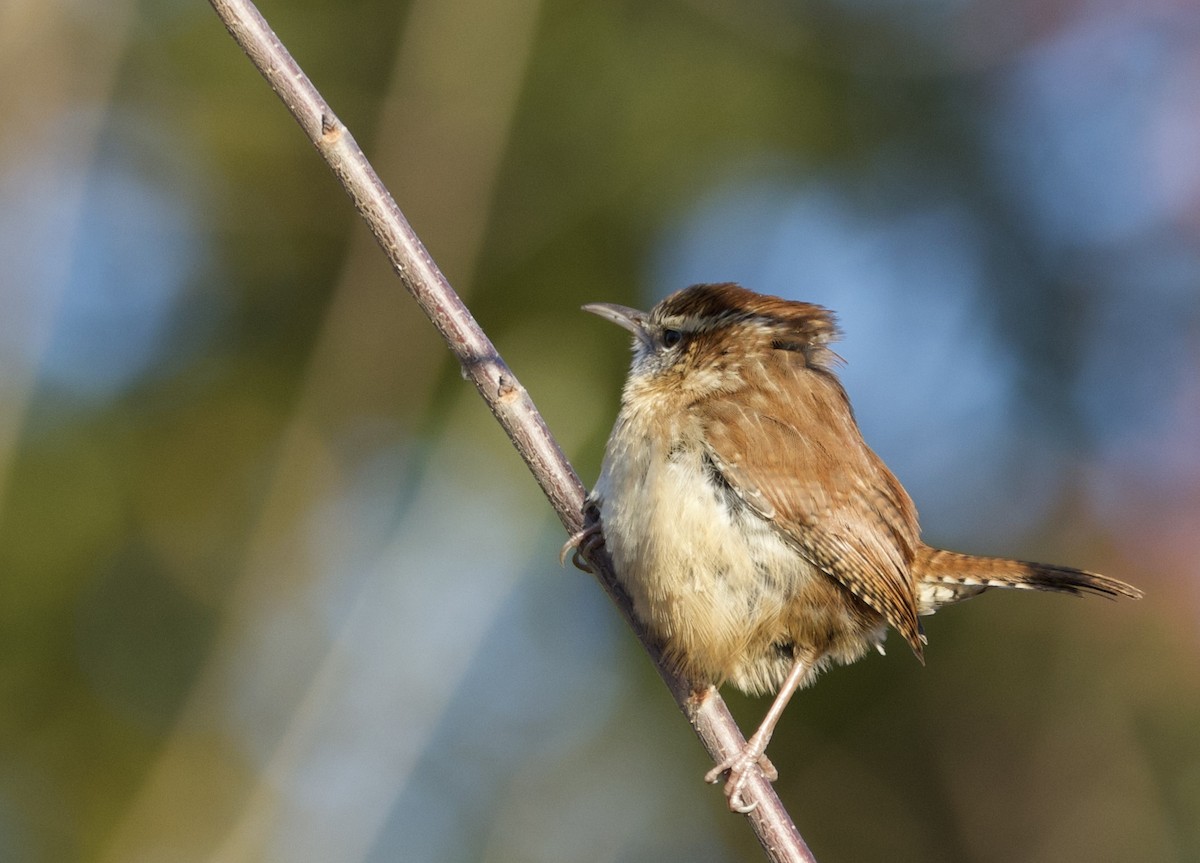 Carolina Wren - ML627624009