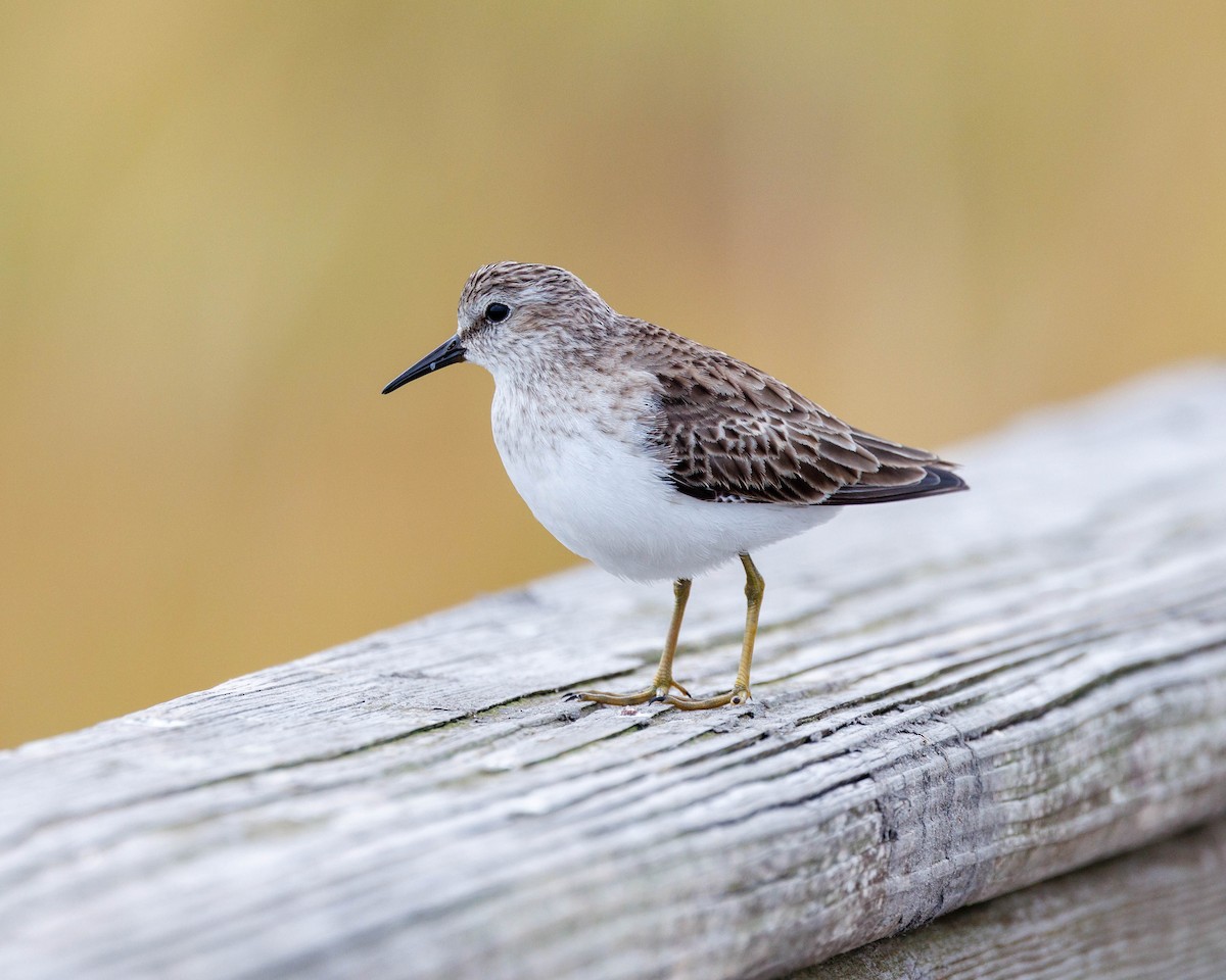 Least Sandpiper - ML627624012