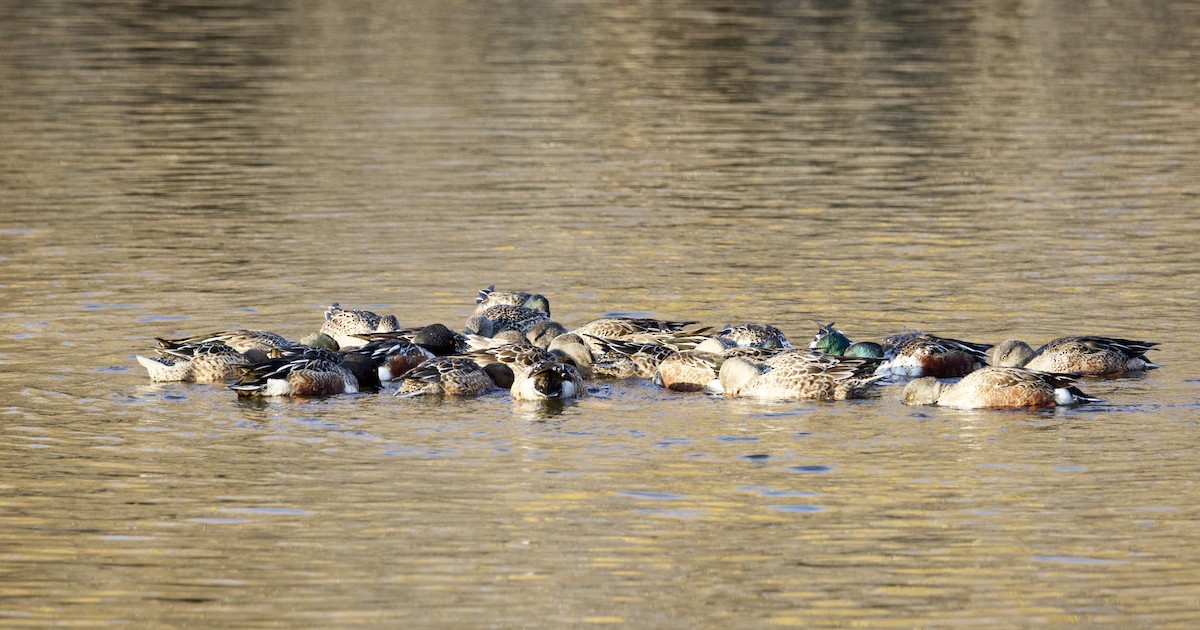 Northern Shoveler - ML627624027