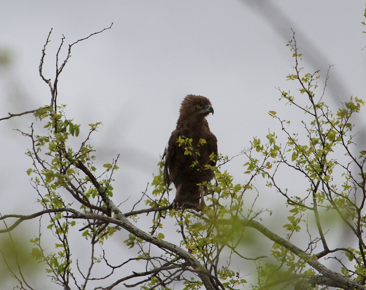 Brown Snake-Eagle - ML627624090