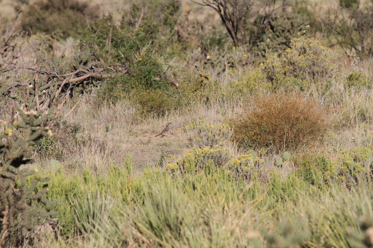 Curve-billed Thrasher - ML627624104