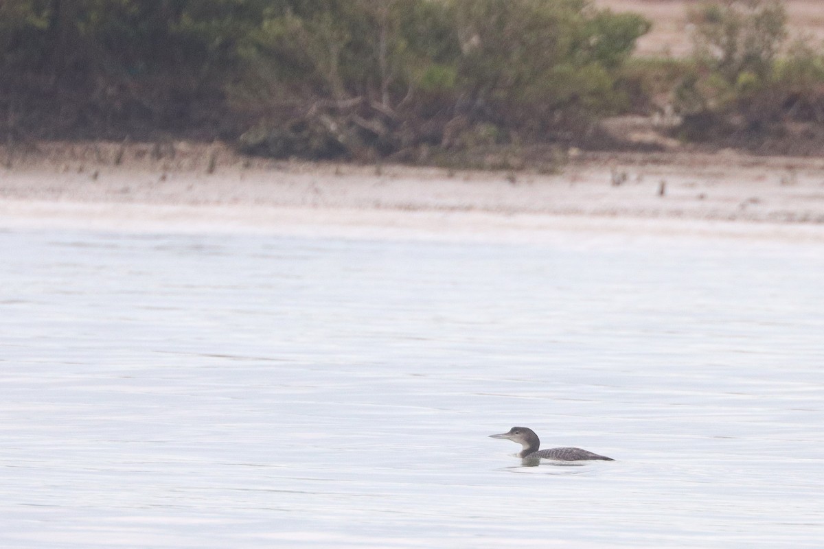 Common Loon - ML627624106