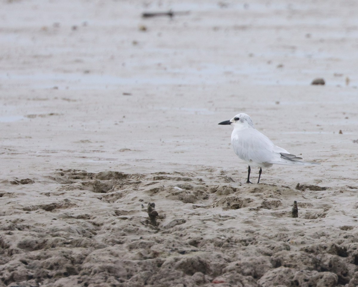 Gull-billed Tern - ML627624119