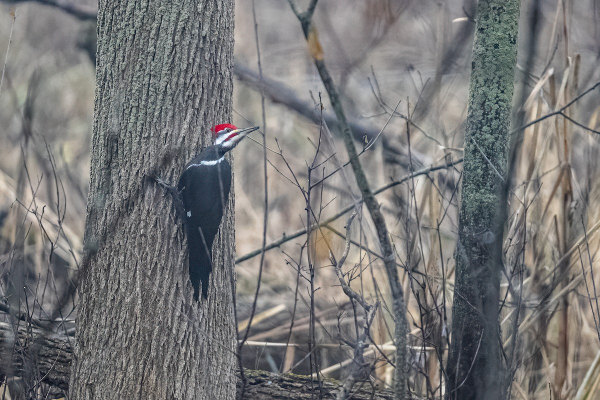 Pileated Woodpecker - ML627624124