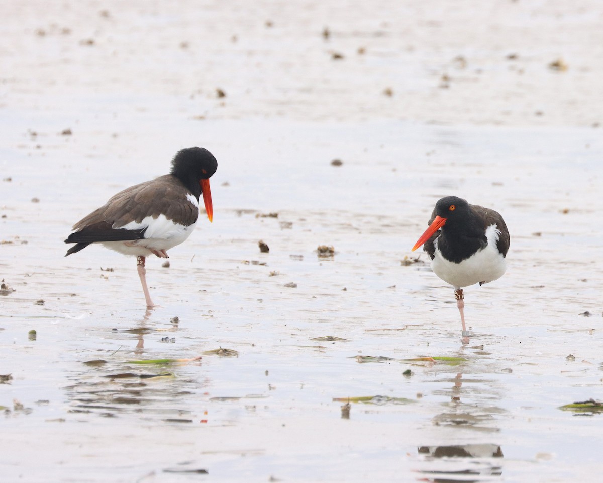 American Oystercatcher - ML627624126