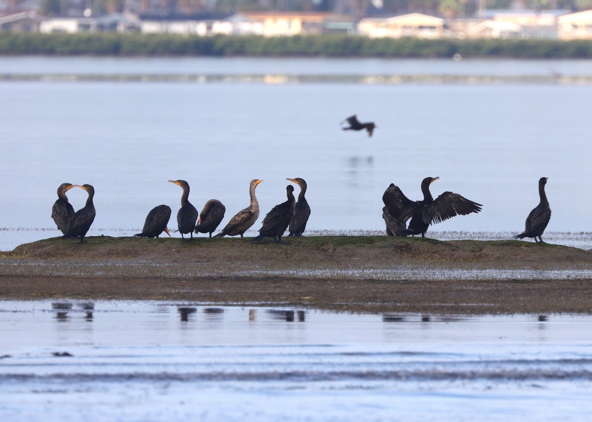 Double-crested Cormorant - ML627624146