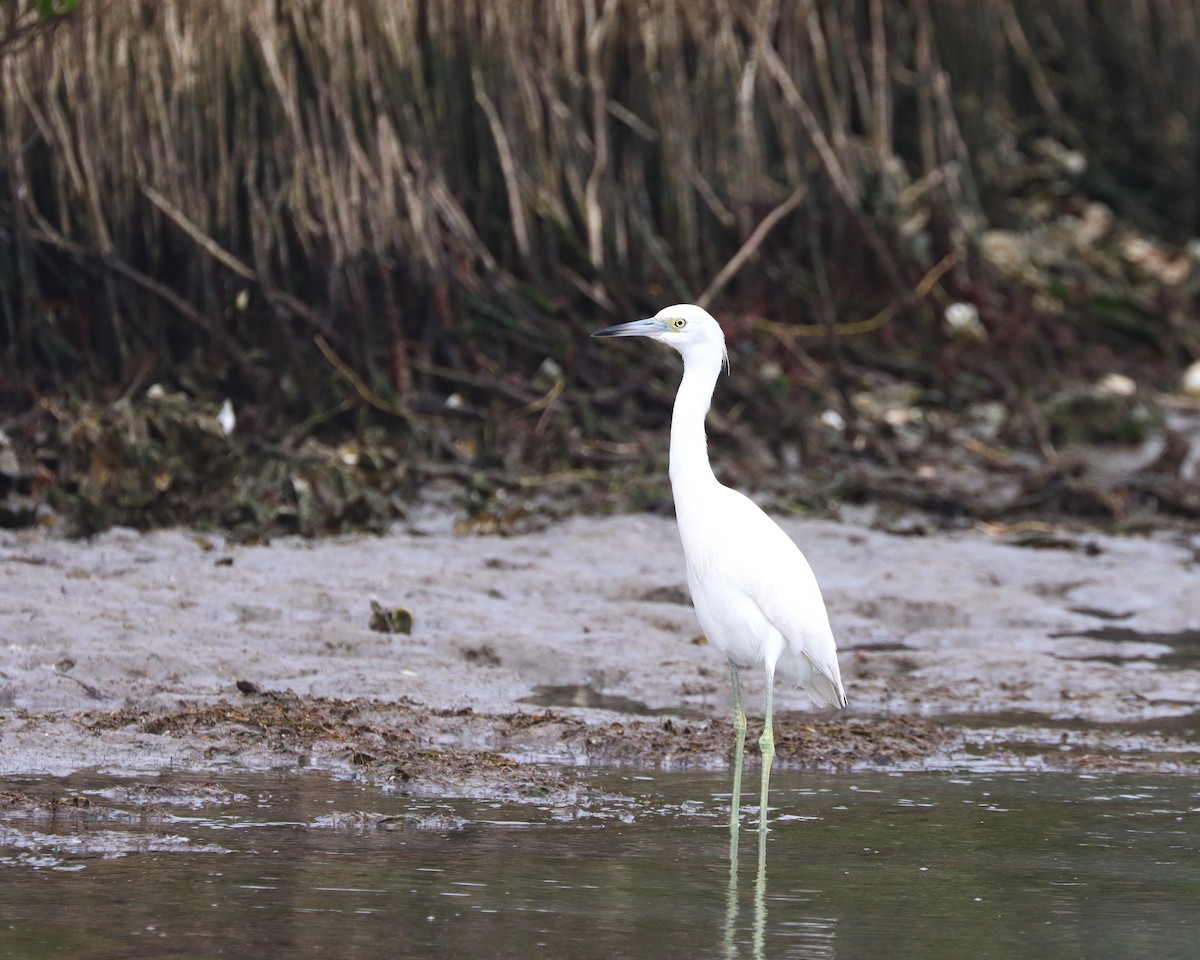 Little Blue Heron - ML627624153