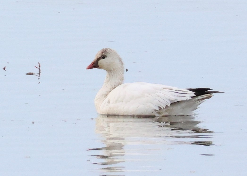Ross's Goose - ML627624232