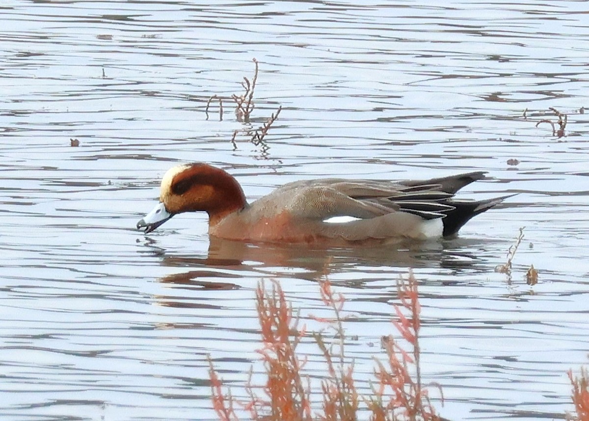 Eurasian x American Wigeon (hybrid) - ML627624264