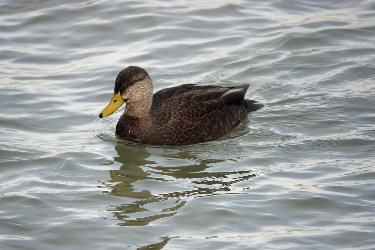 American Black Duck - ML627624294