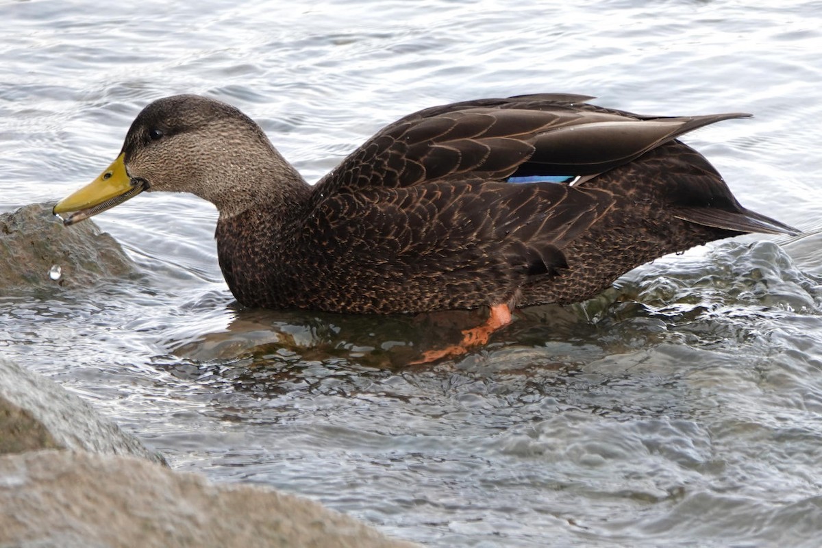 American Black Duck - ML627624303