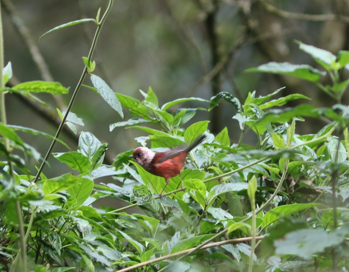 Pink-headed Warbler - ML627624316