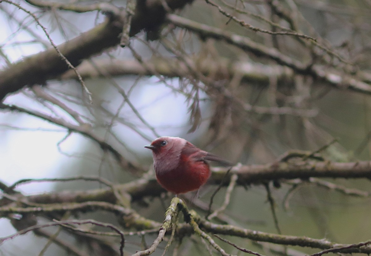 Pink-headed Warbler - ML627624317