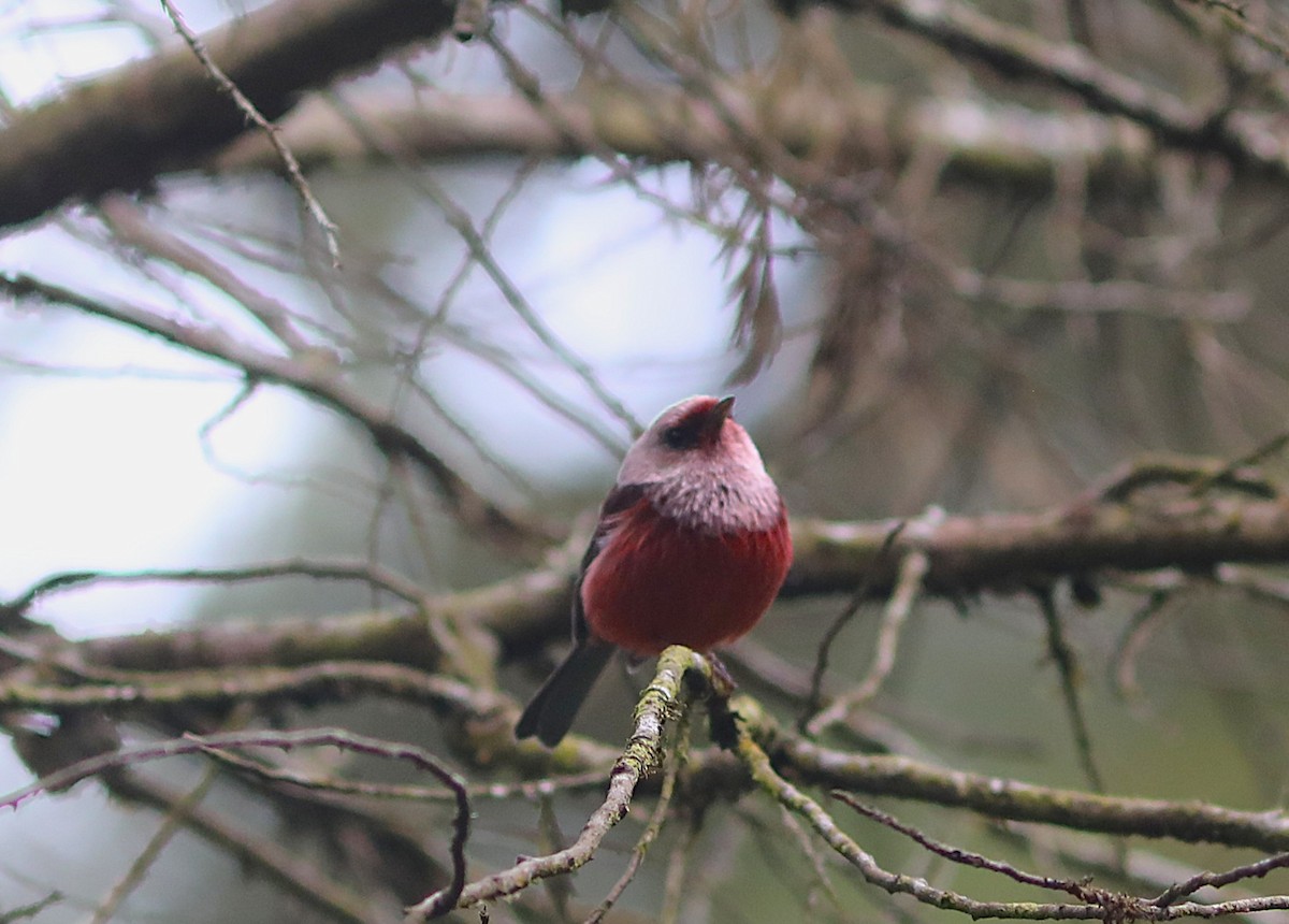 Pink-headed Warbler - ML627624318