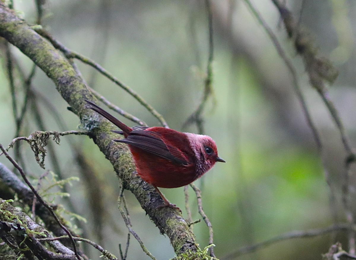 Pink-headed Warbler - ML627624319