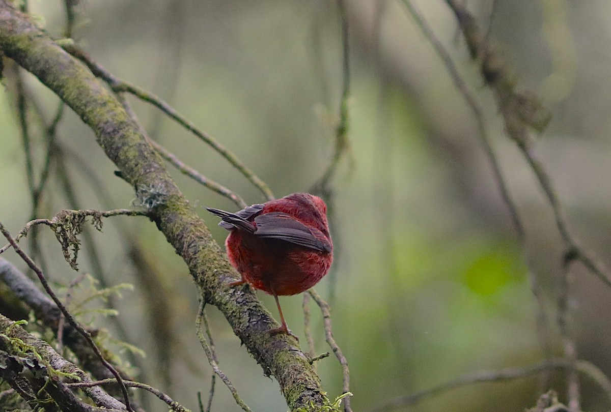 Pink-headed Warbler - ML627624320