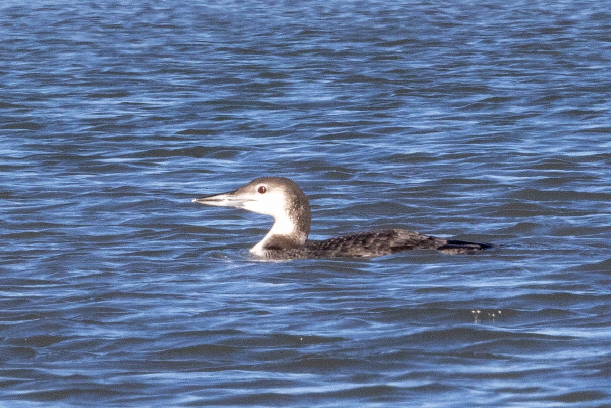 Common Loon - ML627624355