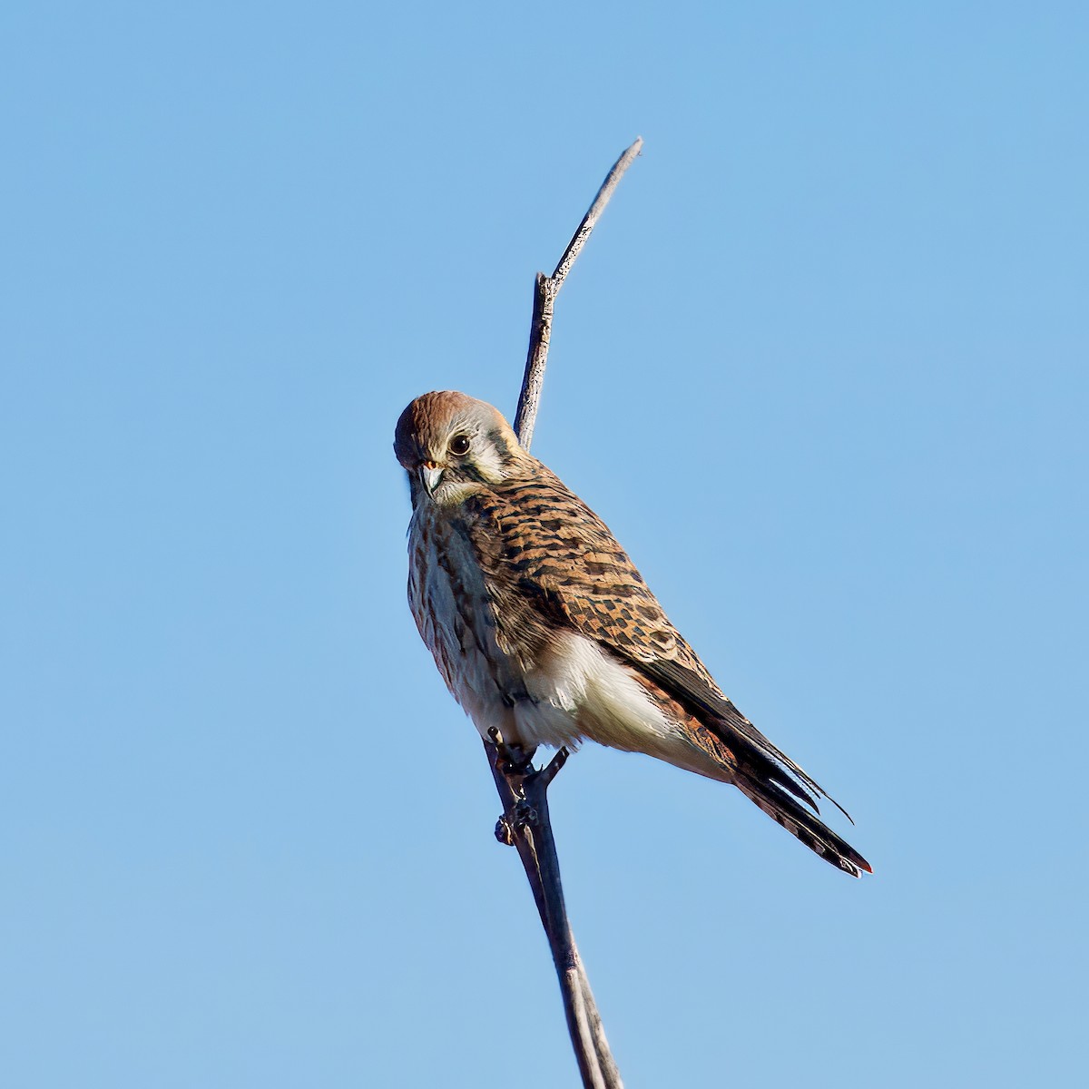 American Kestrel - ML627624440