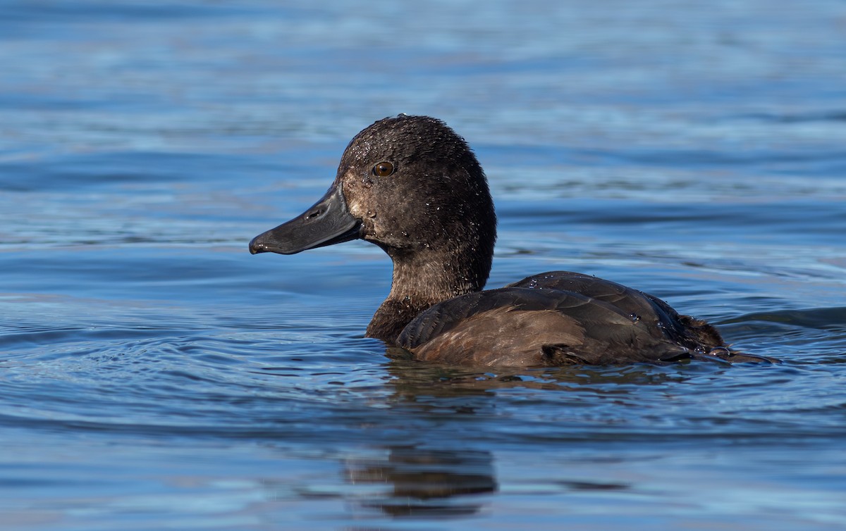 New Zealand Scaup - ML627624464