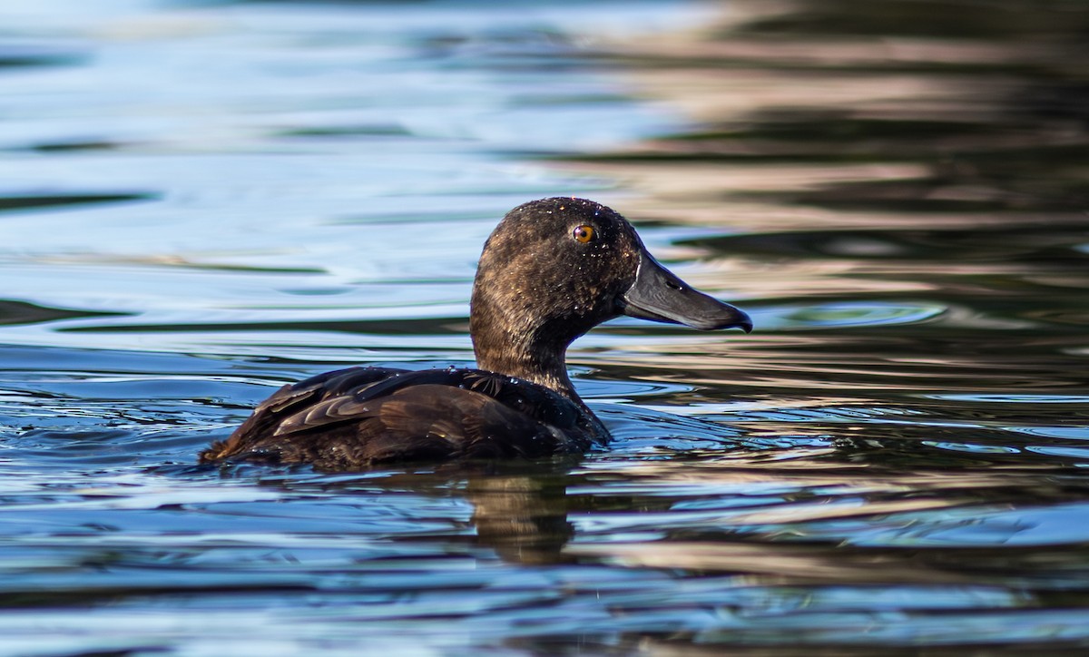 New Zealand Scaup - ML627624465