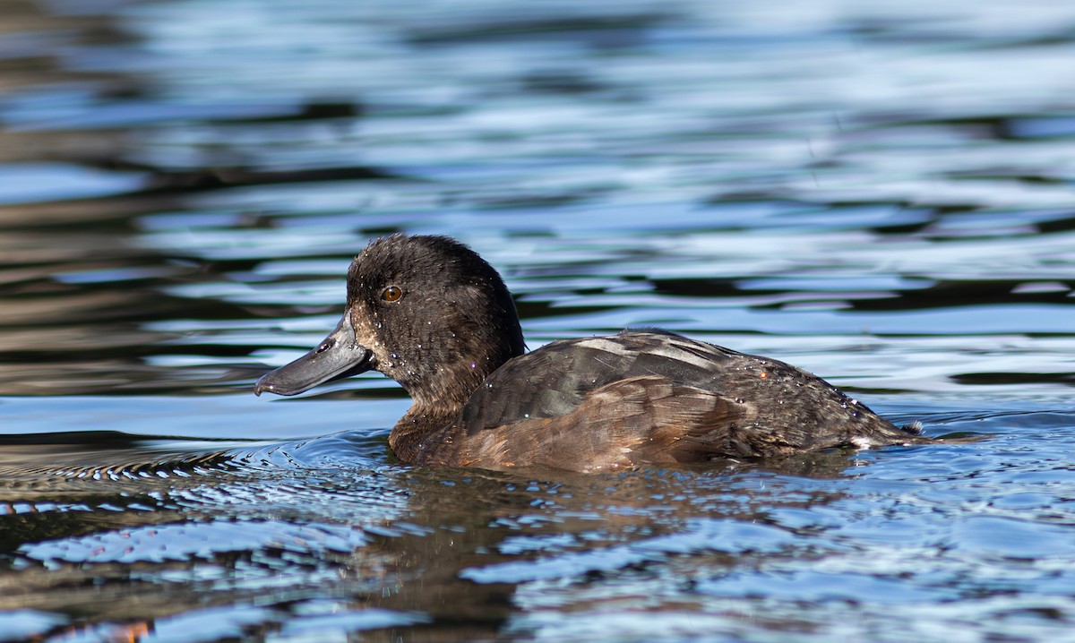 New Zealand Scaup - ML627624466