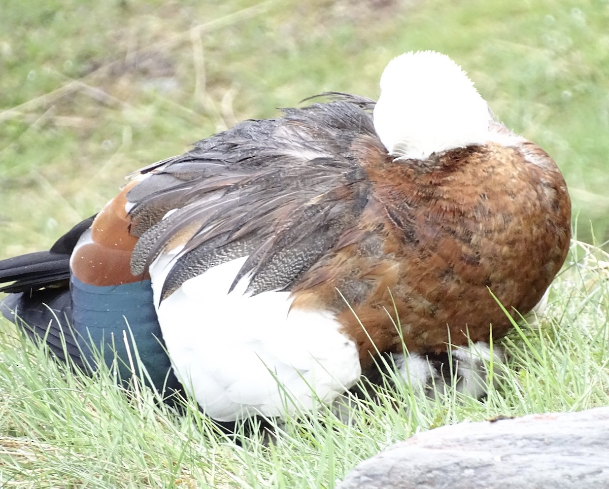 Paradise Shelduck - ML627624474