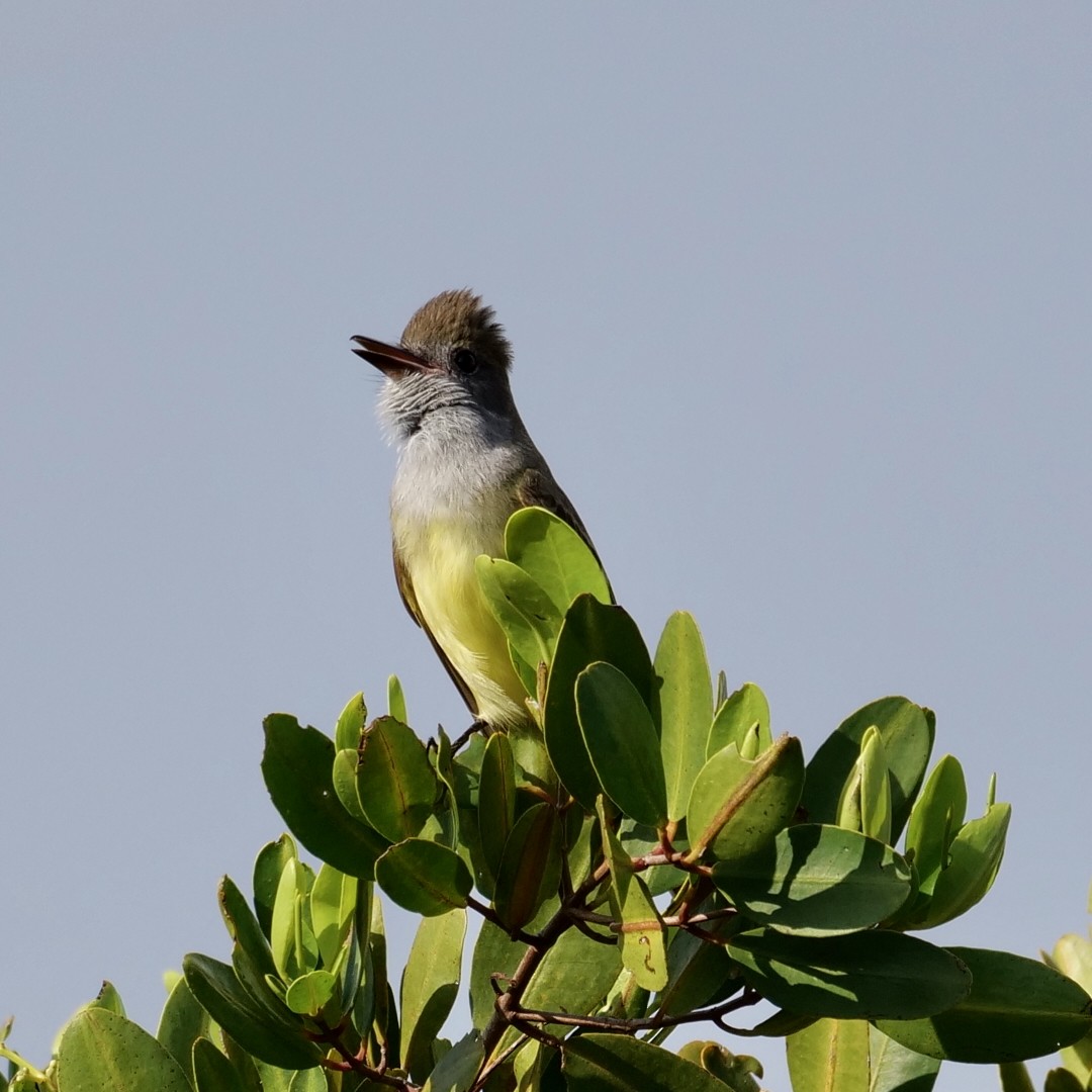 Great Crested Flycatcher - ML627624492