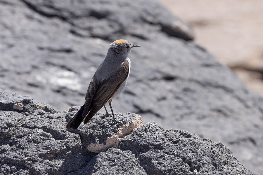 Rufous-naped Ground-Tyrant - ML627624494