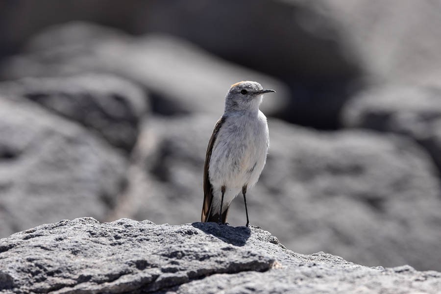 Rufous-naped Ground-Tyrant - ML627624495