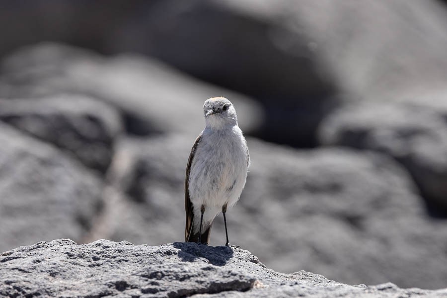 Rufous-naped Ground-Tyrant - ML627624496