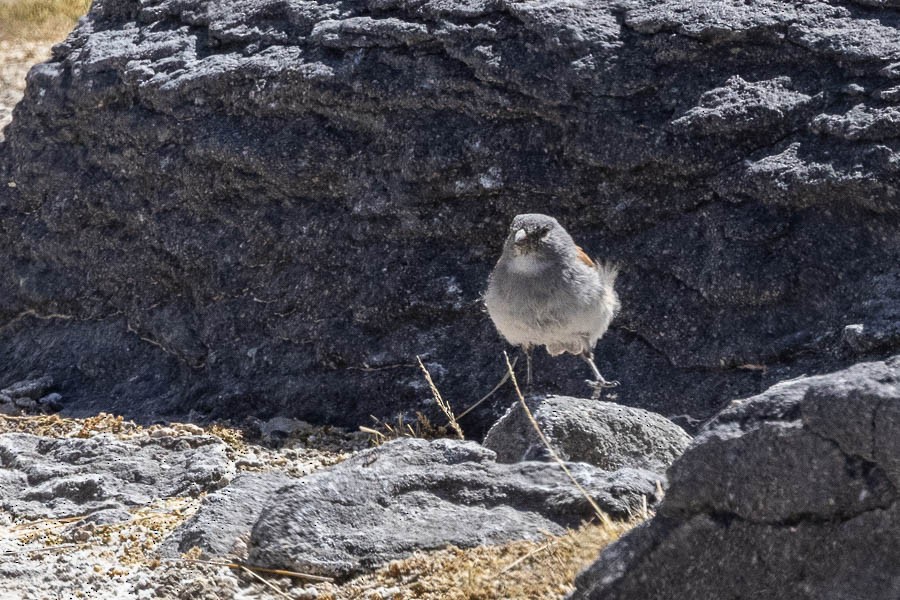 Red-backed Sierra Finch - ML627624515