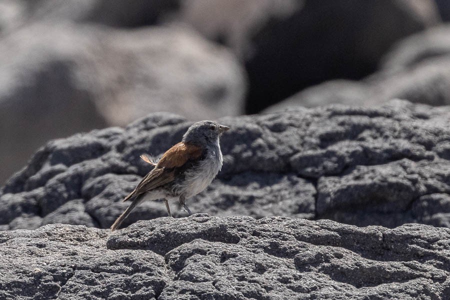 Red-backed Sierra Finch - ML627624523