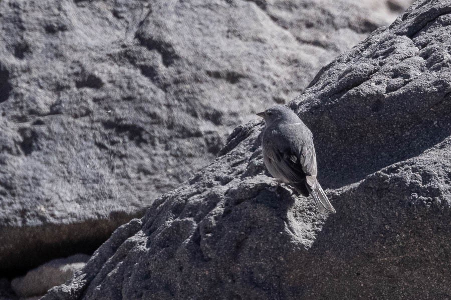 Plumbeous Sierra Finch - ML627624527