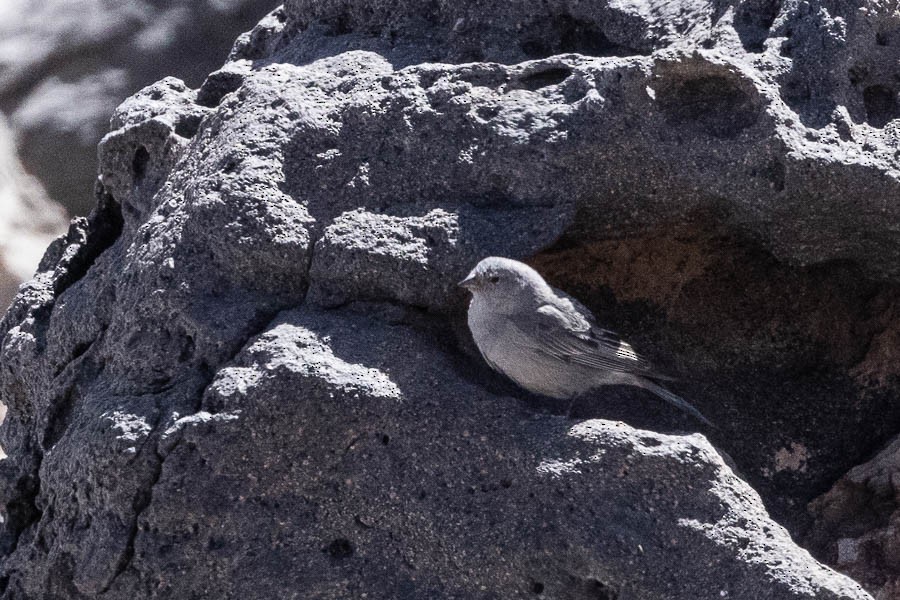 Plumbeous Sierra Finch - ML627624528