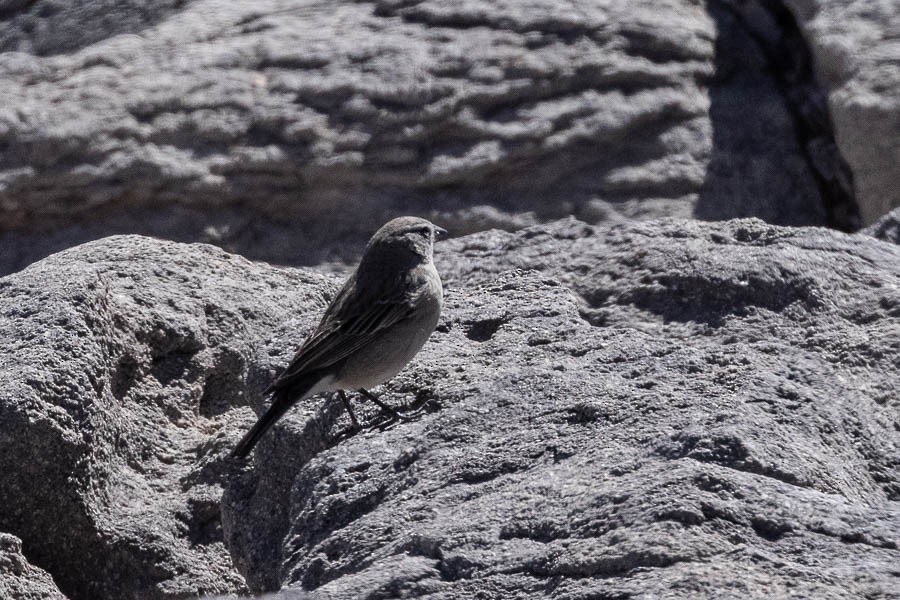 Plumbeous Sierra Finch - ML627624529