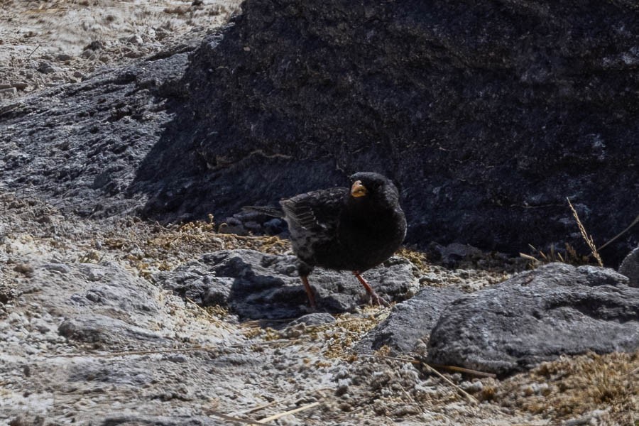 Mourning Sierra Finch - ML627624534