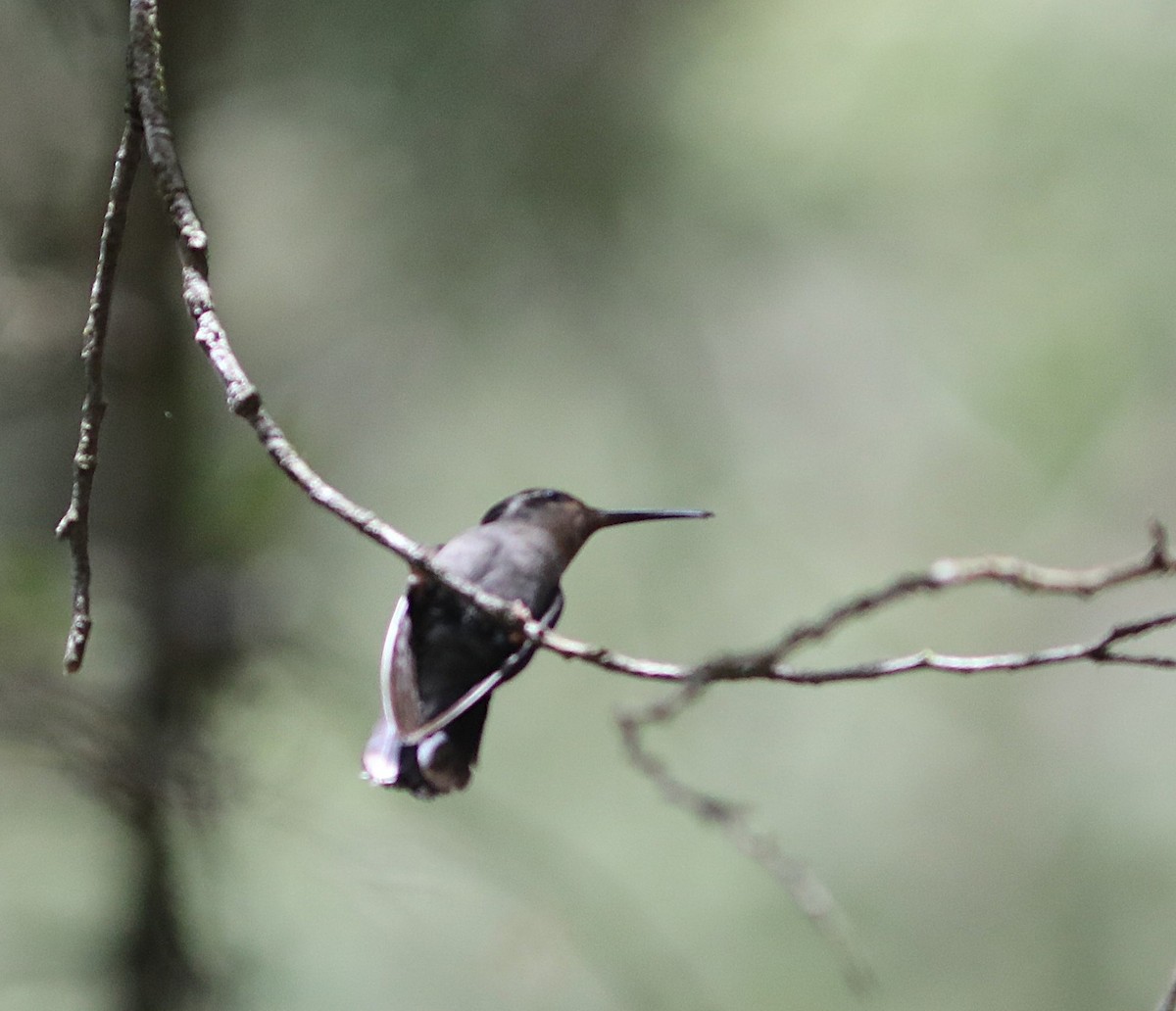 Amethyst-throated Mountain-gem - ML627624565