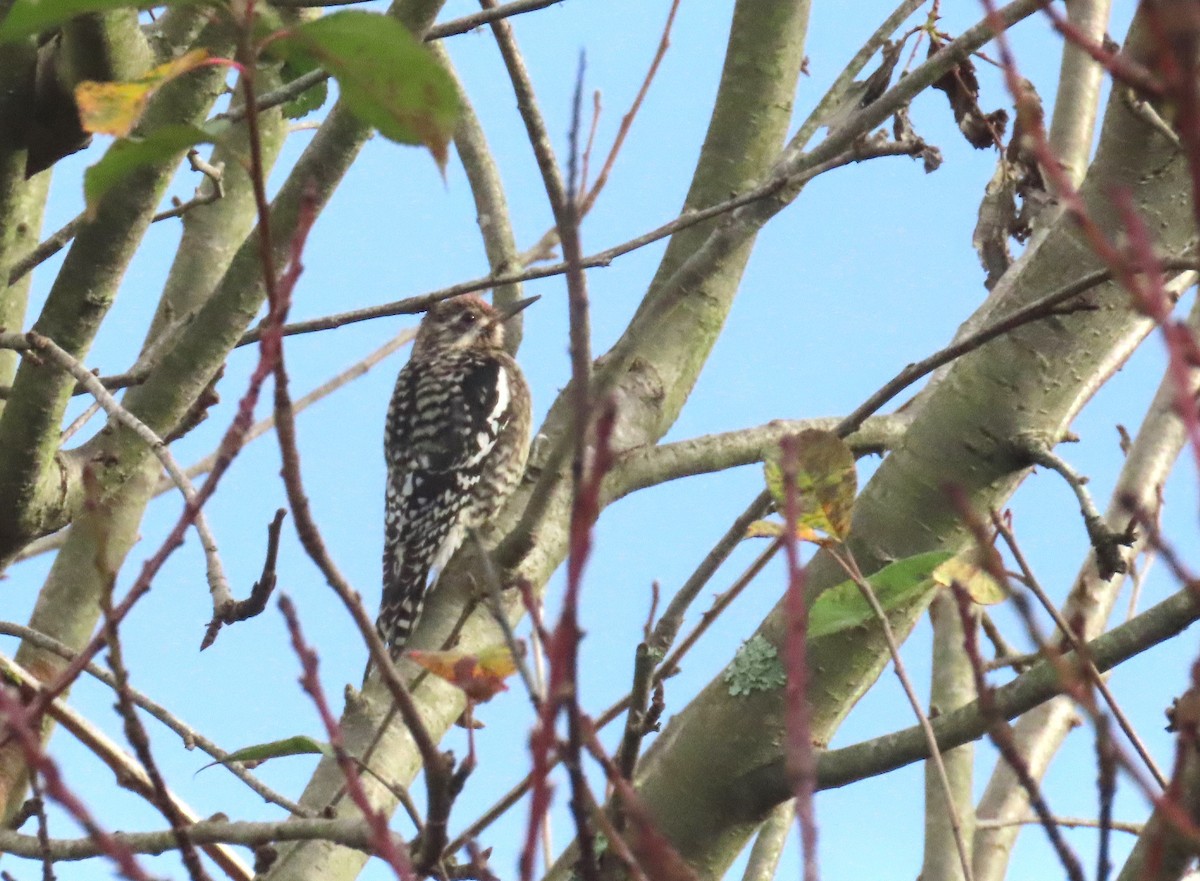 Pic maculé - ML627624594