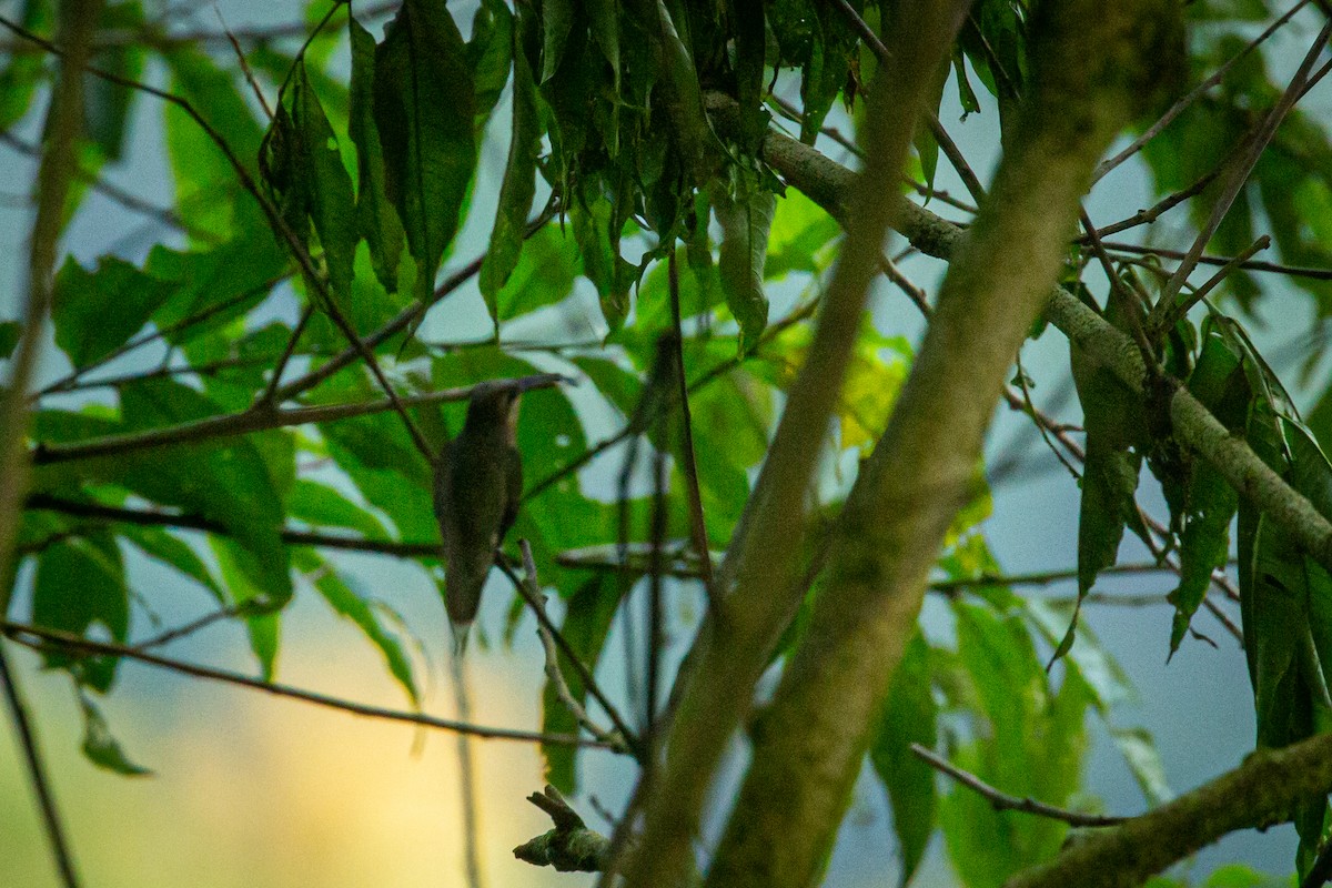 Rufous-breasted Hermit - ML627624825