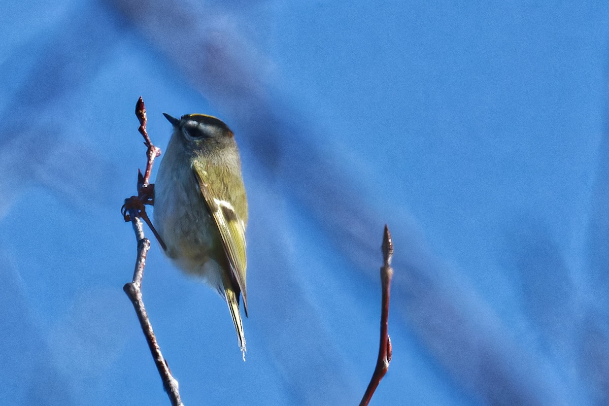 Golden-crowned Kinglet - ML627624933