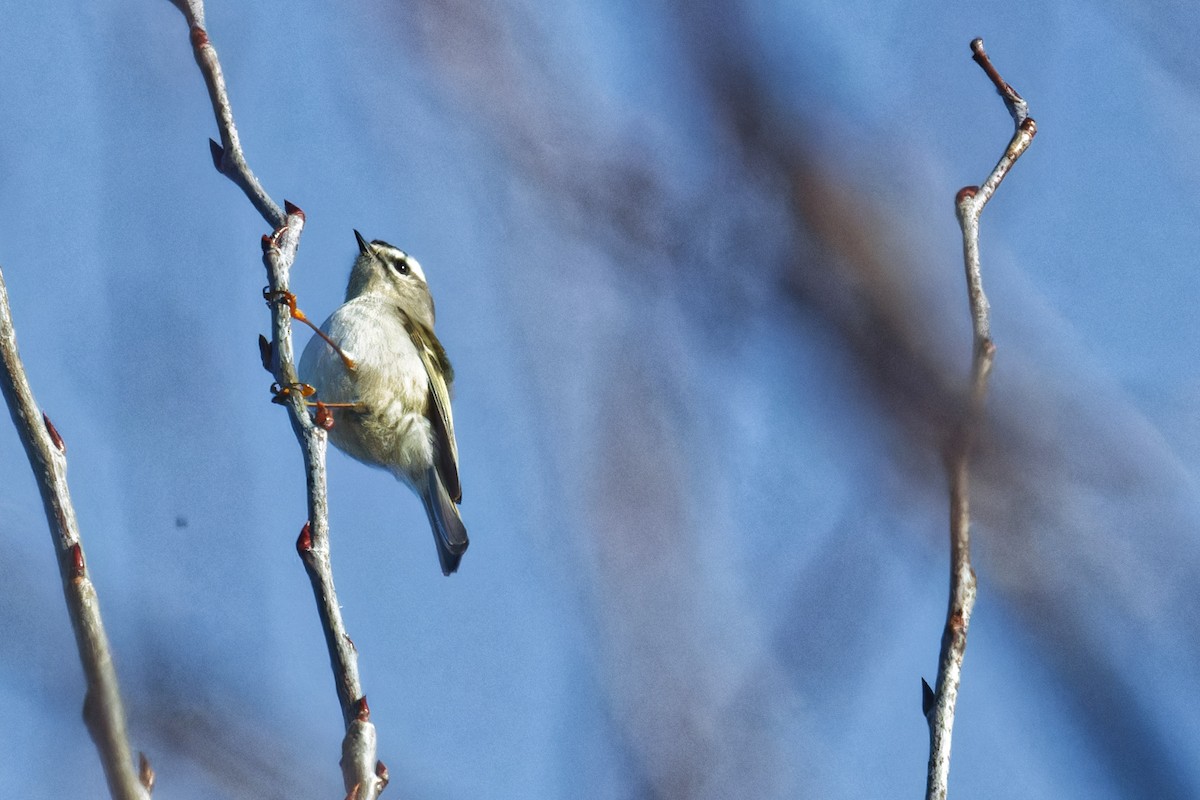 Golden-crowned Kinglet - ML627624934