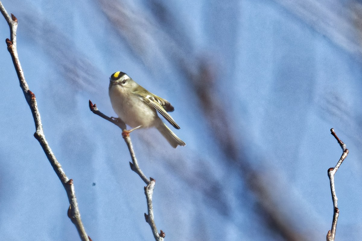 Golden-crowned Kinglet - ML627624935