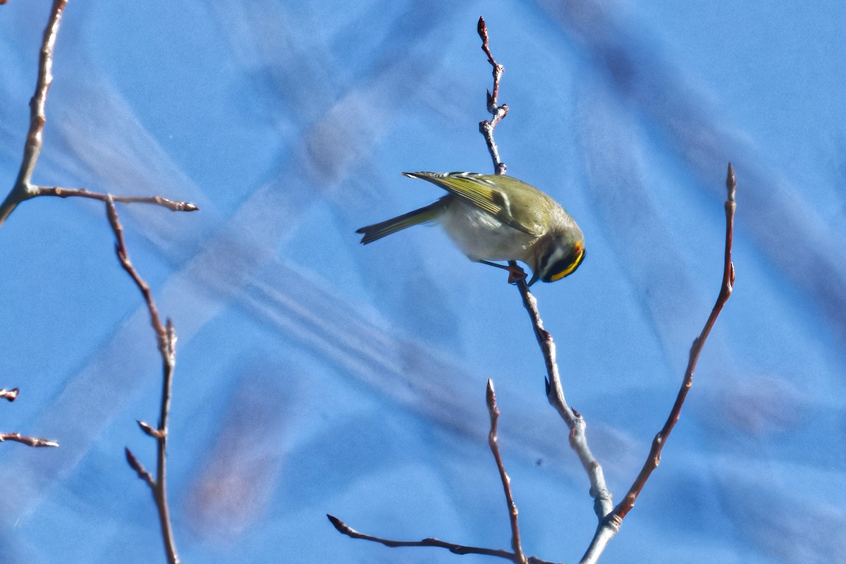 Golden-crowned Kinglet - ML627624936