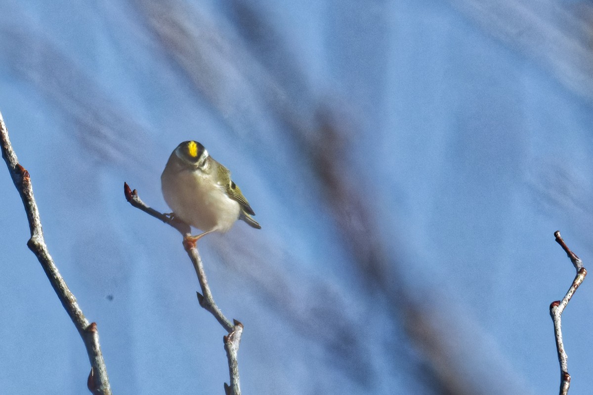 Golden-crowned Kinglet - ML627624937