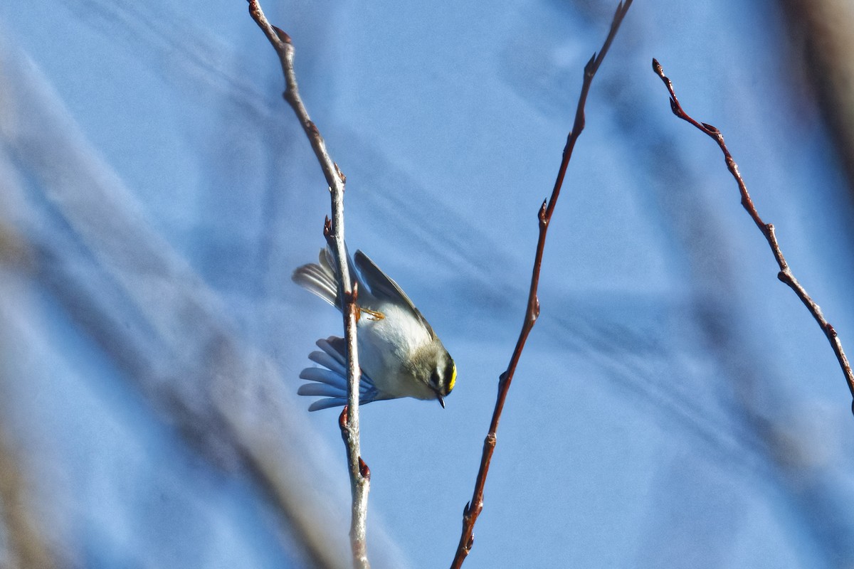 Golden-crowned Kinglet - ML627624938