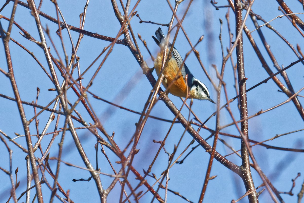 Red-breasted Nuthatch - ML627624960