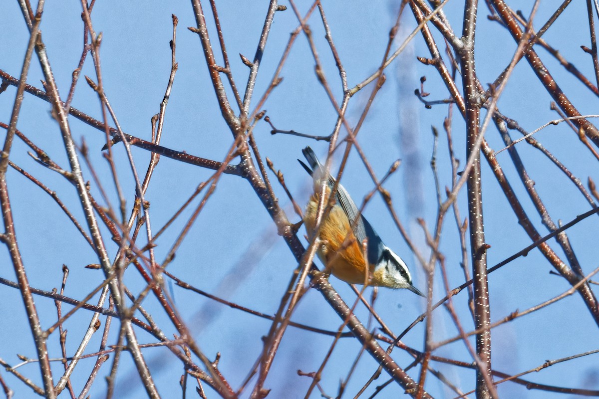 Red-breasted Nuthatch - ML627624961