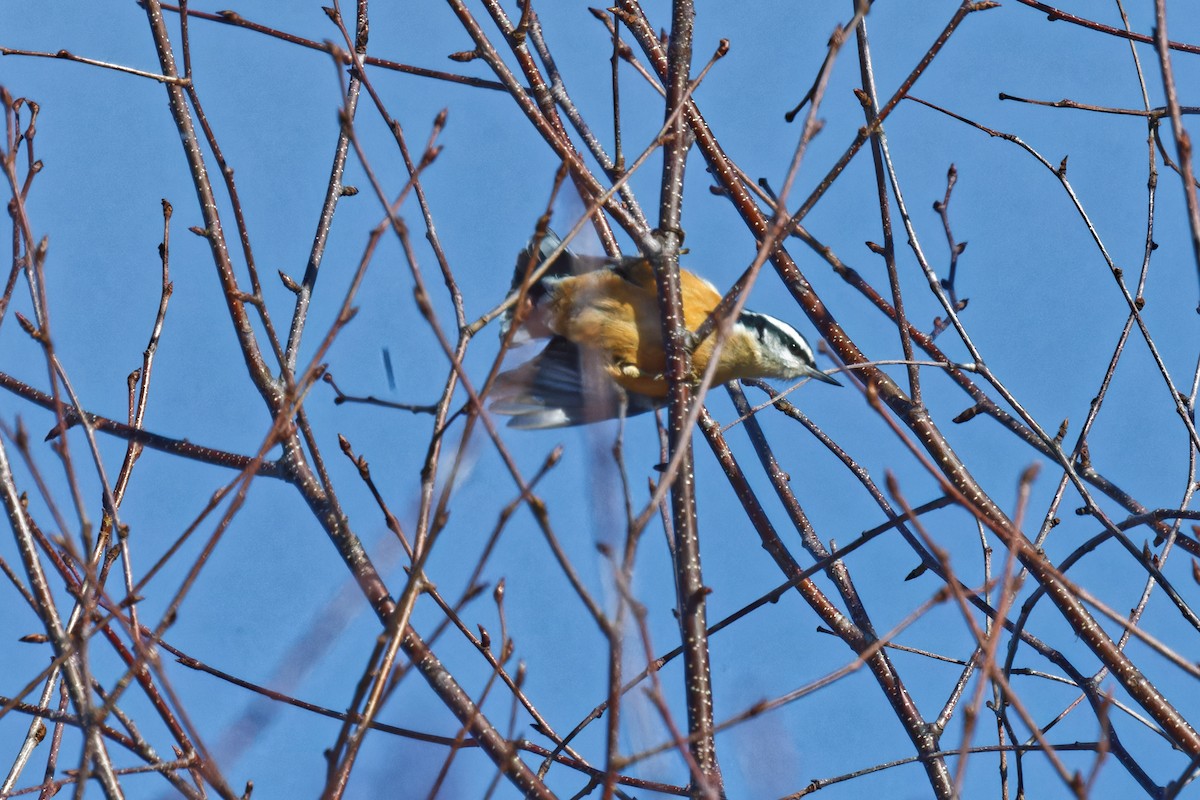 Red-breasted Nuthatch - ML627624963